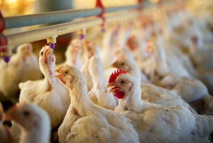 2024年全球肉雞産業發展預測